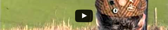 Classic Game Shooting Pheasant