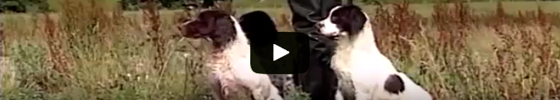 Spaniel Training Master Class P3