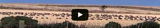 Shooting Inland Geese Over Decoys